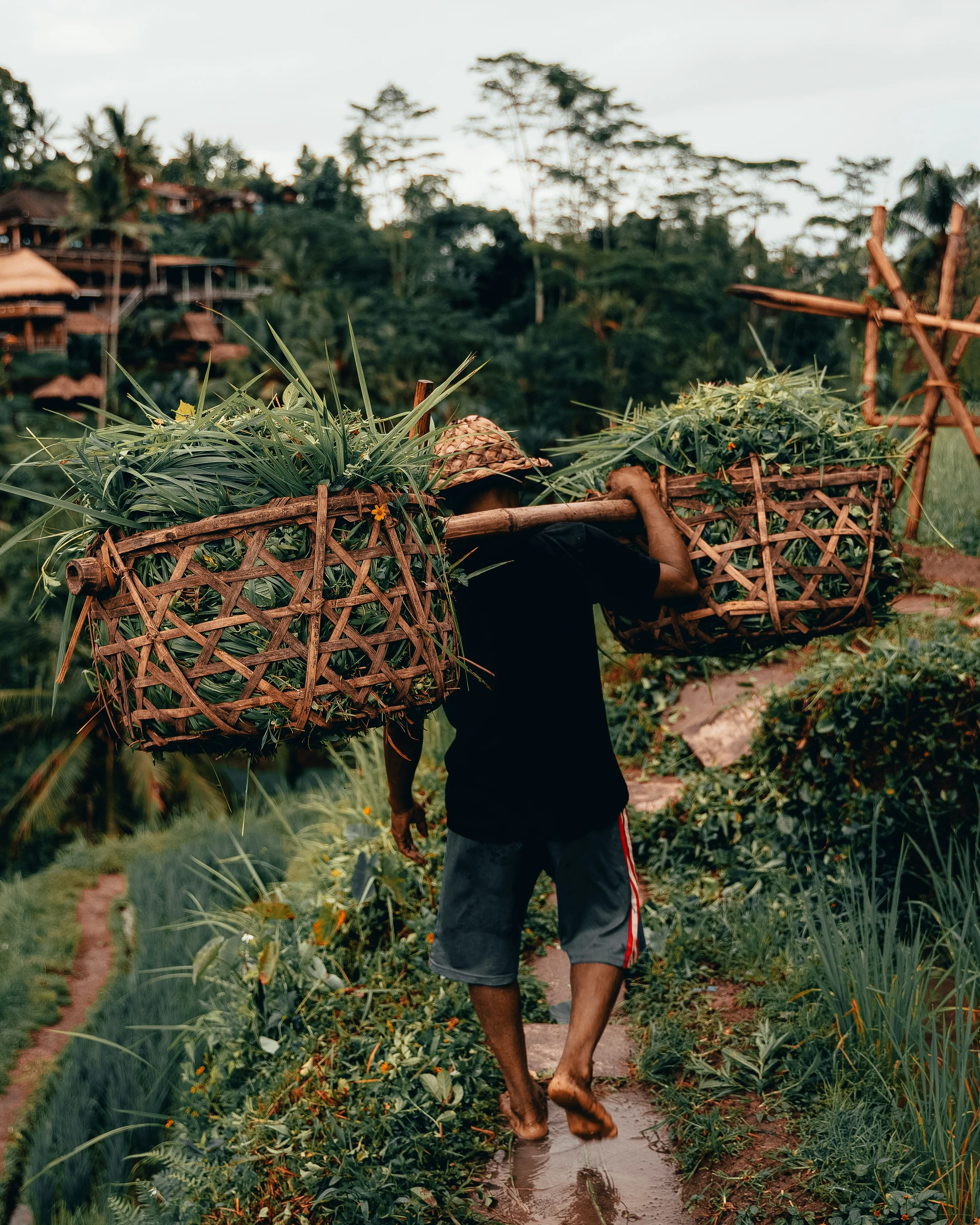 A Balinese farmer carrying woven bamboo baskets of freshly cut greens along a path through the rice fields of Tabanan, Bali