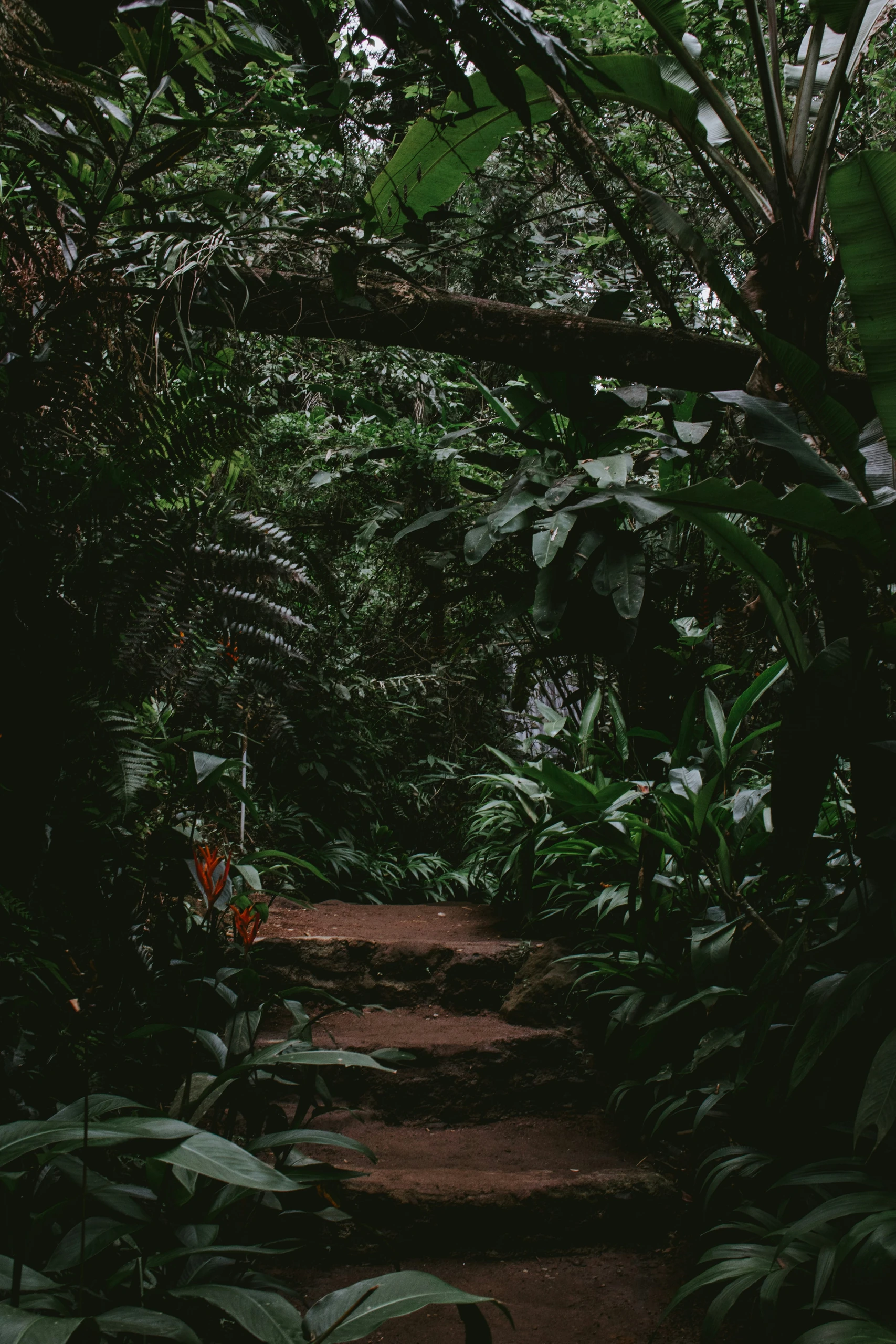 A shaded path leading through dense jungle