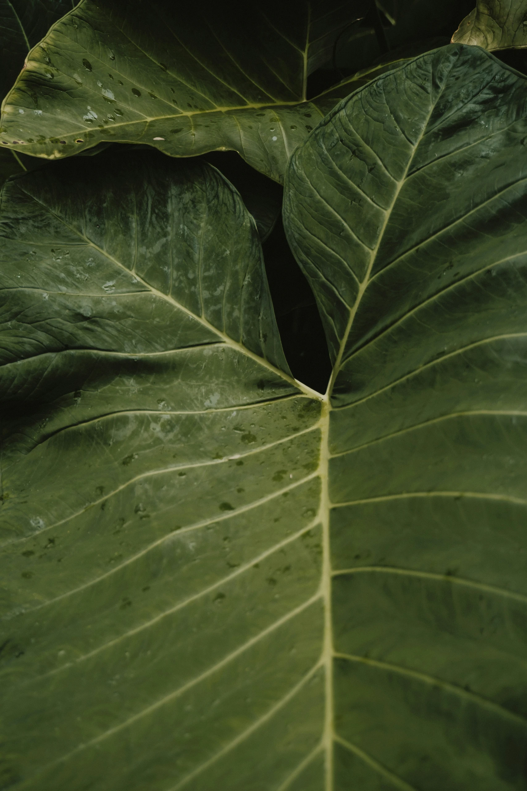 Close-up of a large tropical leaf in soft, low light